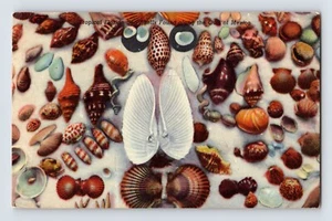Postal Florida FL Sea Shells Nautilus Cowrie vieira años 40 lino sin publicar - Imagen 1 de 2