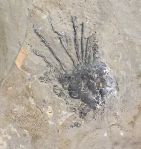 Eocrinoide, Gogia sp., Cambrium, Spence Shale, Richmond, Utah, USA -i20 - Foto 1 di 4