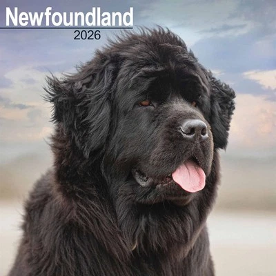 AVONSIDE PUBLISHING LTD Newfoundland Calendar 2026 - Dogs - Month To View