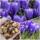 50 CROCUS BULBS 'Flower Record' Blue Large Spring Flowering bulbs plants 