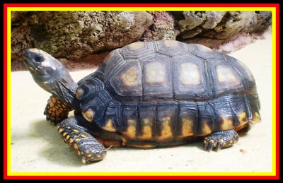 10) RCOM Reptile Pro INKUBATOR-BRUTKASTEN-BRUTAPPARAT-REPTILIENBRÜTER-REPTILIEN