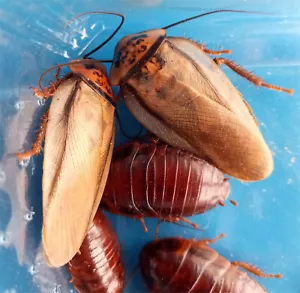 10 Orange Head cockroaches Eublaberus prosticus Live food cockroach - Picture 1 of 3