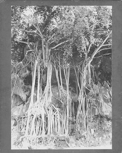 BANYAN TREE WAIMEA ORIGINAL SILVER HALIDE PHOTO BY PHOTOGRAPHER ON 8X10" MATT - Picture 1 of 1