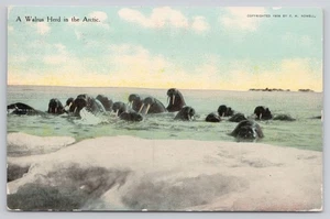 Postal antigua de 1914 publicada en rebaño de morsas en artístico - Imagen 1 de 2