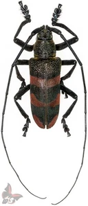 Ceroplesis(?) sp. from Tanzania,37/67mm, ACTUAL SPECIMEN,MOUNTED - Picture 1 of 1