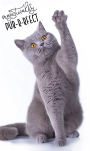 Cat Hand Towel 30x50cm Guest Towel Natur Cotton K _1342 - Bild 1 von 1