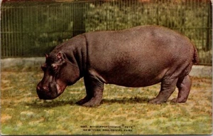 Postal Hipopótamo Pete Parque Zoológico de Nueva York - Imagen 1 de 2
