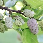 Mulberry (morus Alba) tropical fruit tree 12”-24” Fruit Soon