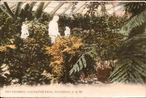 The Fernery Machattie Park Bathurst Postcard. NSW Australia Vintage Old - Picture 1 of 2