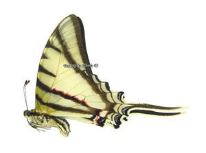 Unmounted Butterfly/Papilionidae - Eurytides protesilaus protesilaus, M, Peru - Picture 1 of 1