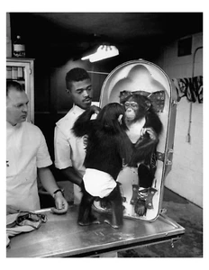 1960 NASA Astrochimp In Training 8x10 impresión fotográfica #3 en 8,5" x 11" - Imagen 1 de 1