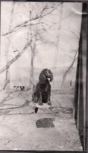 VINTAGE PHOTOGRAPH HUNTING DOG SWING FASHION KERMAN FRESNO CALIFORNIA OLD PHOTO