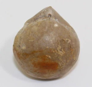Brachiopode, Sphaeroidothyris sphaeroidalis, Jura, Bajoc, Port-en-Bessin, F-b127 - Bild 1 von 6