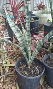 Sansevieria Trifasciata common house plants drought tolerant - Picture 1 of 1