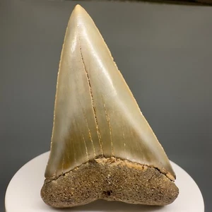 Beautiful colors, large 2.73" Fossil EXTINCT MAKO Tooth - Southeastern USA - Picture 1 of 5