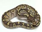 BALL ROYAL PYTHON GLOSSY POSTER PICTURE PHOTO BANNER africa constrictor 4520