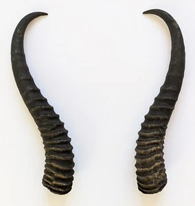 Springbock Hörner 27 cm echte Springbockhörner zum Basteln Krampus Tierhörner 10 - Bild 1 von 1