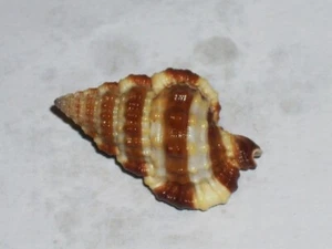 GYRINEUM GYRINUM DUNKEL UND GOLD - Bild 1 von 2