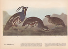 Audubon 1942 Vintage Birds #423 "2 Quail" Full Color Art Plate Lithograph