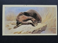 No.10 OTTER British Mammals GRANDEE T30 Issued by Player 1983