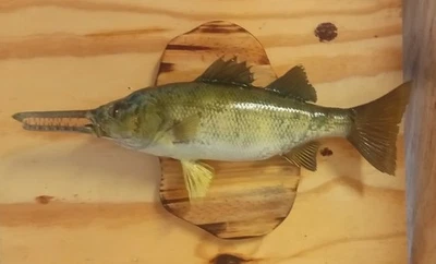 Striped Bass + Short-nosed Gar 16 1/4 in Long Taxidermy Real Skin Fish Mount  - Image 1 of 4