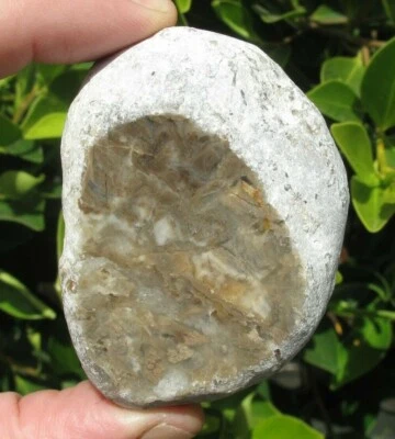 Coquina Petrified Sea Shells Agatized Surf Tumbled 173 g Fossils Agate - Image 1 of 4