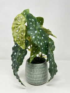 Pianta di seta Begonia maculata ala di angelo finto in vaso 12,5" in ceramica Teal-Cream pl - Foto 1 di 4