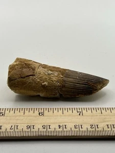 Spinosaurus 2.75” TOOTH Teeth Dinosaur Fossil before T Rex Cretaceous SC 120 - Picture 1 of 5