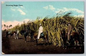 Vintage wachsende Zuckerrohr Postkarte mit Reitern Anfang 1900 - Bild 1 von 2