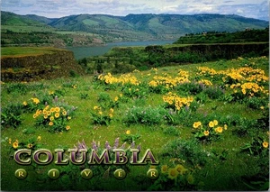 Postal 4x6 de Columbia River Gorge Tom McCall Preserve Wildflowers - Imagen 1 de 2