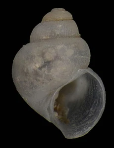 BENTHONELLA TENELLA FANTASTIC - Picture 1 of 1