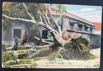 1912年香港图片明信片封面德国树未根台风 — 第 1/2 张图片