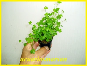 Planta de acuario, gambario .Hydrocotyle tripartita (Japan).. - Imagen 1 de 1