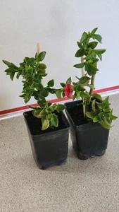 2 x Live Sun Rose "Red Apple" Rooted Plants In Soil - 6 to 8 Inches Long - Picture 1 of 6