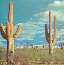 State of the Art Is on Fire von Rocket from the Crypt | CD | Zustand sehr gut - Bild 1 von 2