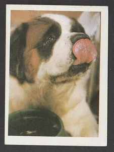 Dogs - Spanish Trade Trading card circa 1985 #107 Saint Bernard Dog - Picture 1 of 2