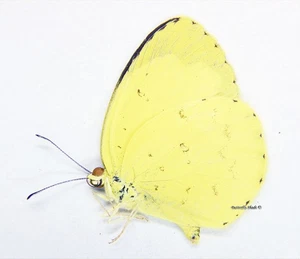 Unmontierter Schmetterling/Pieridae - Eurema (Terias) senegalensis, M, Elfenbeinküste - Bild 1 von 1