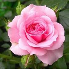 Climbing Rose Mme Gregoire Staechelin AKA Spanish Beauty Scented Pink Bare Rooted Free DELIVERY