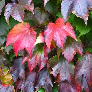 Boston Ivy Veitchii 2L - Ottime proprietà di presa - Foto 1 di 8