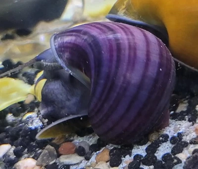 PURPLE Mystery Snails *Dime to Quarter Size* 2-DAY SHIPPING!  - Image 1 of 4