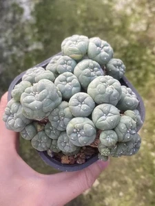 ANTIGUO LW Multi Cabezas Cactus Suculento Hogar Jardín Decoración Plantas Semilla WYSIWYG - Imagen 1 de 3