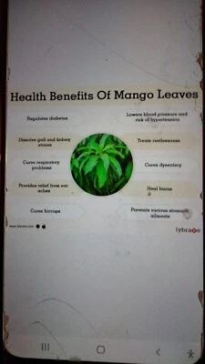 HOJAS DE MANGO DE BOSQUE ORGÁNICO SECO. 150 hojas @ £25.00, envío gratuito. Vendedor del Reino Unido. Foto 1 de 3