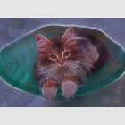 ACEO Art Card Maine Coon Cat Print (2.5" x 3.5") Bowl Of Fur - Signed by Artist
