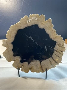 Indonesia Polished, Petrified Wood Slab 1.6 Kg 9.5 x 9 Inches - Picture 1 of 13