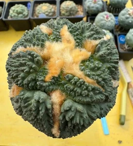 Rare liveSucculent plant Ariocarpus Fis Hybird 'Godzilla' WYSIWYG G ratfed - Picture 1 of 4