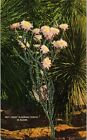1941 Night Blooming Cereus in Bloom - F10574