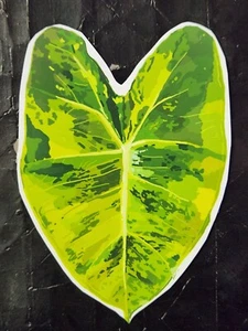 Large Green On Green Variegated Frydek Sticker - Picture 1 of 2