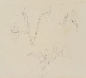 E. RONDAHL (1858-1914), Dichter-Narzisse und Pflanzenstudien, um 1885, Bleistift - Bild 1 von 8