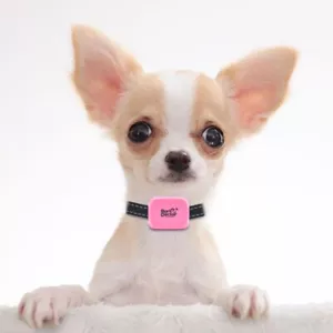 Bark Doctor BD656v Mighty Mini ANTIBARK Dog Collar PERFECT FIT FOR CHIHUAHUAS - Picture 1 of 15