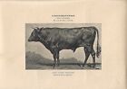Stampa antica TORO di razza inglese del DEVON 1895 ca. Antique print cattle